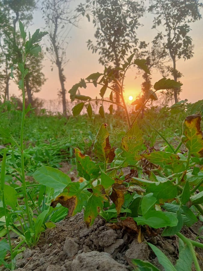 Natural morning sun stock image. Image of leaf, vegetation 271862265
