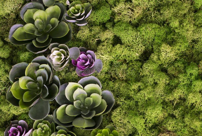 Natural Moss and Beautiful Flowers. Green Moss Background Texture Stock