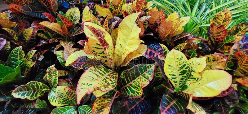 Natural Multi Coloured Lovely Background Leaf Pattern Stock Photo