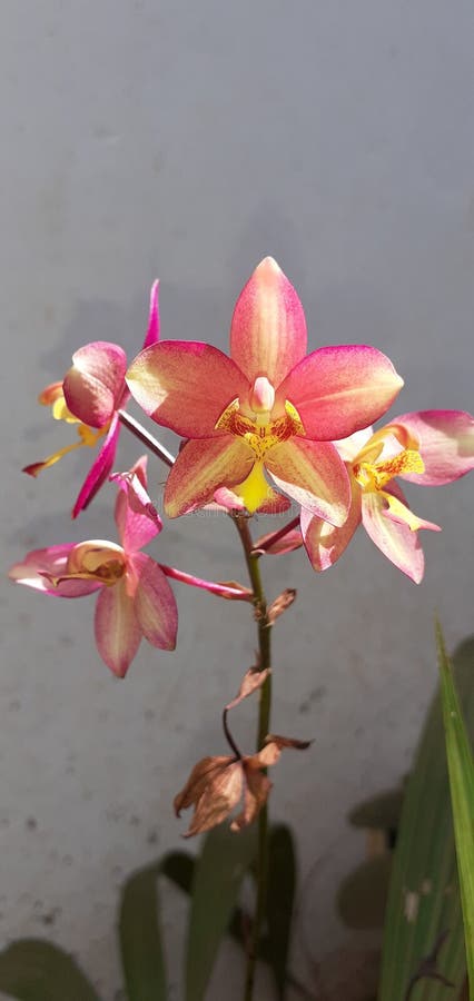 Natural Multicolor Hermosa Orquídea Flor Corsage Foto de archivo - Imagen  de flor, travieso: 204796538