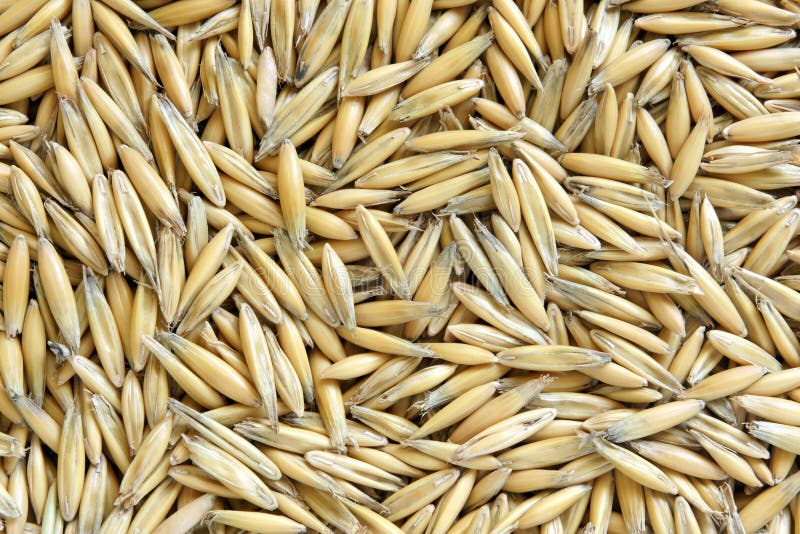 Natural oat grains stock photo. Image of dinner, ingredient 27592692