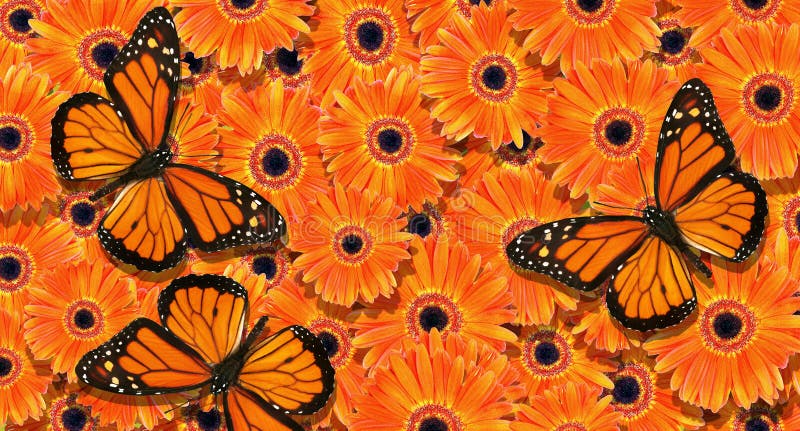 Pattern Of Orange Butterflies Texture Background Butterfly Ornament Painted Lady Stock Image Image Of Element Moth