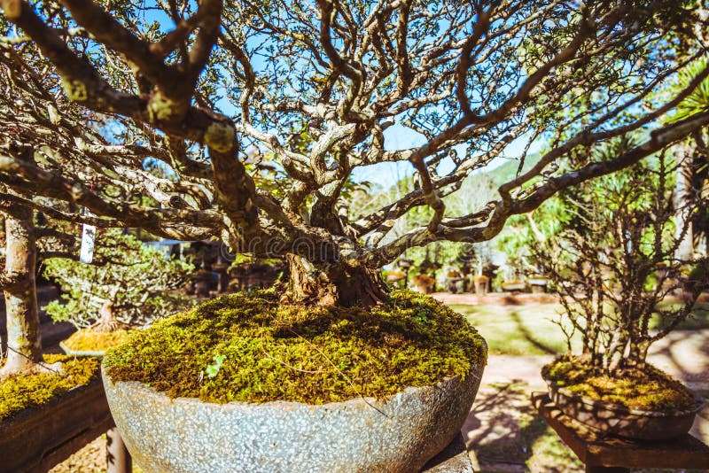 Natural Park Bonsai Tree. in the Park Stock Photo Image of small