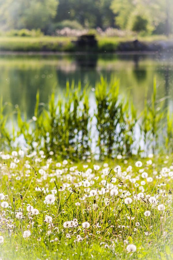 Natural Park with Grass and the Lake Stock Photo Image of water