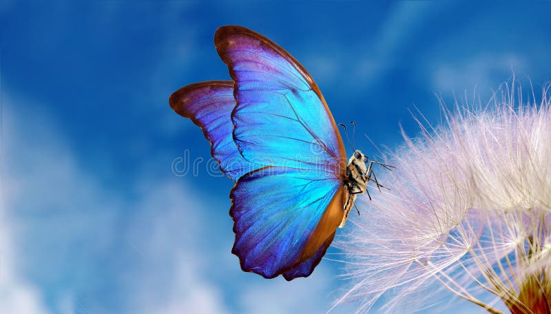 Natural pastel background. Morpho butterfly and dandelion. Seeds of a dandelion flower on a background of blue sky with clouds. Co