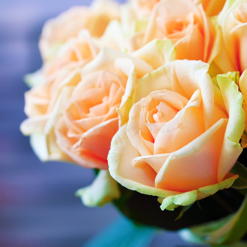 Natural Pastel Roses Background Stock Photo Image of floral, bunch