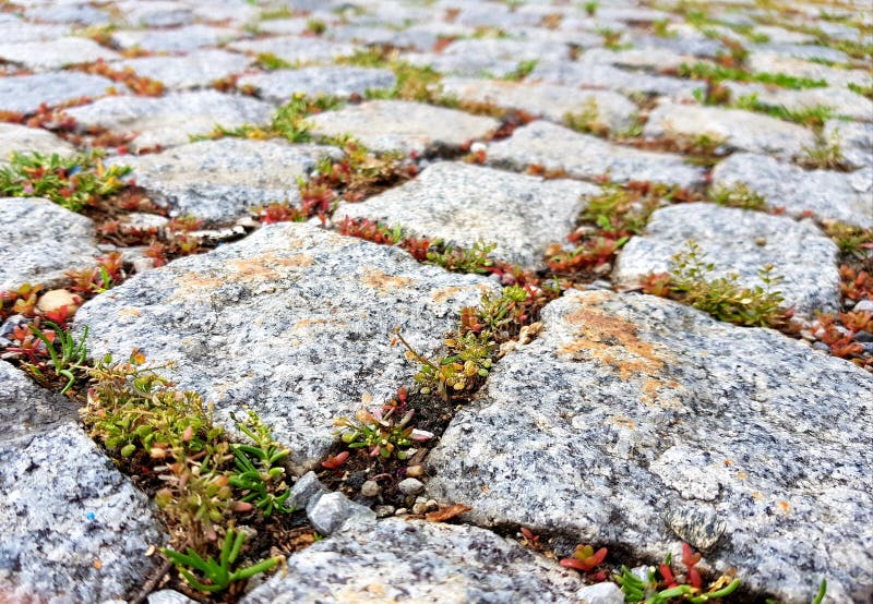 Natural Path with Stones and Plants. Stock Image Image of stone