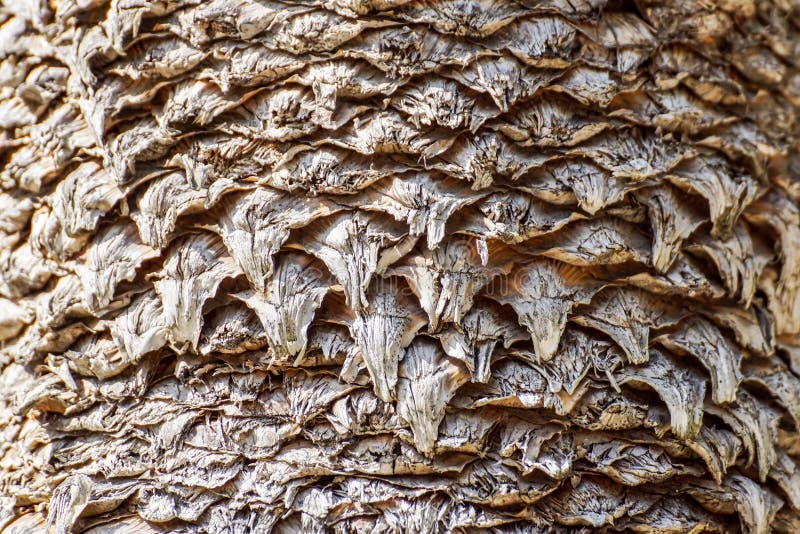 Natural pattern from the bark on the trunk of the date palm tree