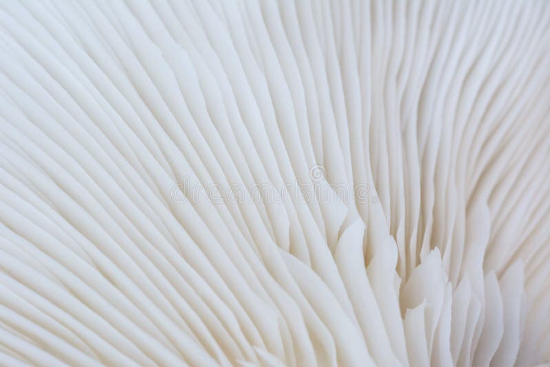 Natural pattern from oyster mushroom,abstract background concept