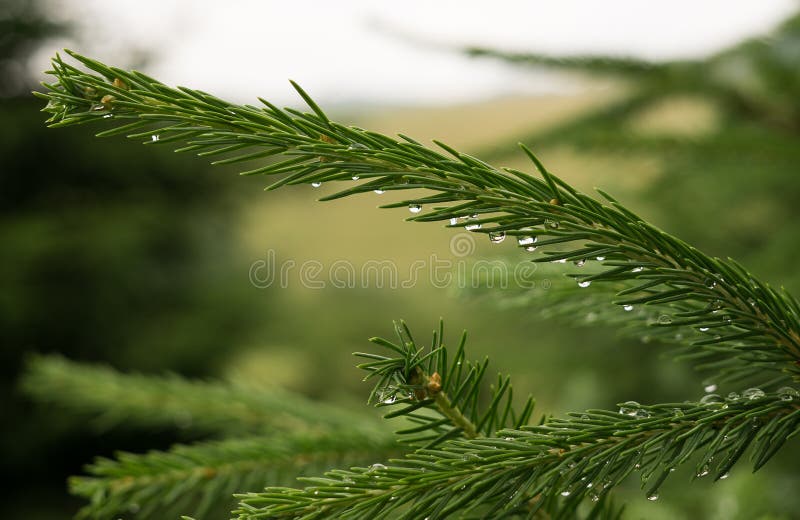 Natural pearls made by raindrops on the pine tree.