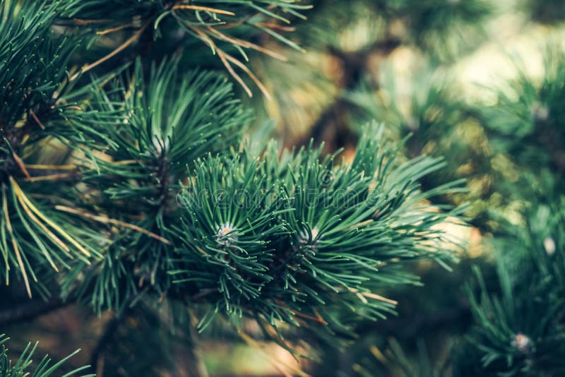 Natural Pine Branch Covered with Dew at the Botanical Garden Stock