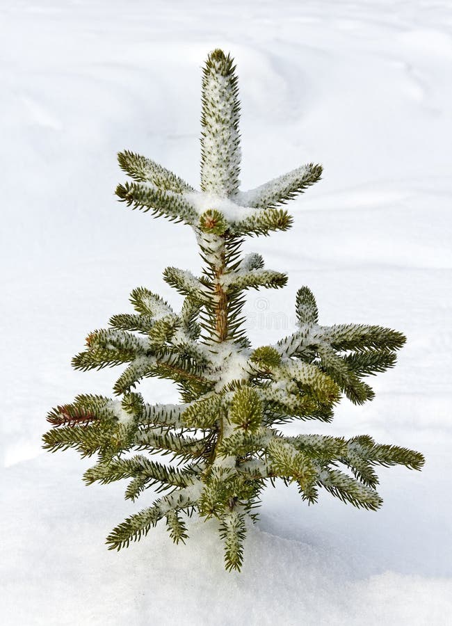 Natural pine tree. royalty free stock image