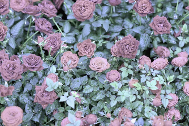Natural Pink Roses. Romantic Flowers. Beautiful Seasonal Floral Pattern for Vintage Background for Different Topics Stock Photo - Image of beauty, fresh: 125229884 Natural Pink Roses. Romantic Flowers. Beautiful Seasonal Floral Pattern for Vintage Background for Different Topics Stock Photo - Image of beauty, fresh: 125229884
