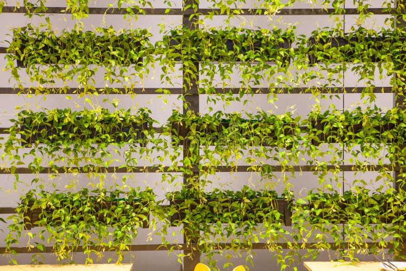 Natural plant hang on wall stock image. Image of hanging 98949869