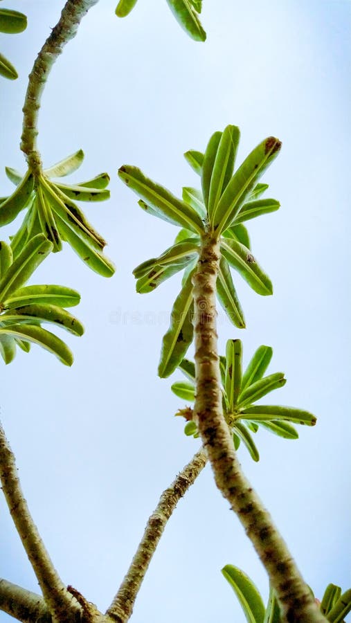 Natural plant image. Tree â˜˜ï¸ photo stock images
