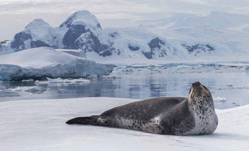 Natural Predator Of Antarctica Is Leopard Seal. Relax Animal Lying On The Ice.