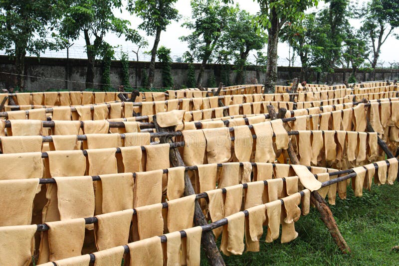 Natural Raw Rubber Sheets on Factory Stock Image Image of liquid