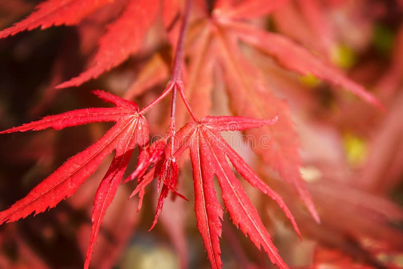 Natural red maple leaf background
