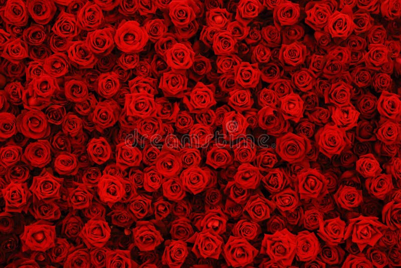 Hoa hồng đỏ tự nhiên là biểu tượng của tình yêu và sự đam mê. Họa sĩ và nhà thiết kế thường chọn hình ảnh này để truyền tải sự lãng mạn và cảm xúc đến người xem. Hãy xem hình ảnh này để thấy vẻ đẹp mê hoặc của những bông hoa hồng đỏ tự nhiên.