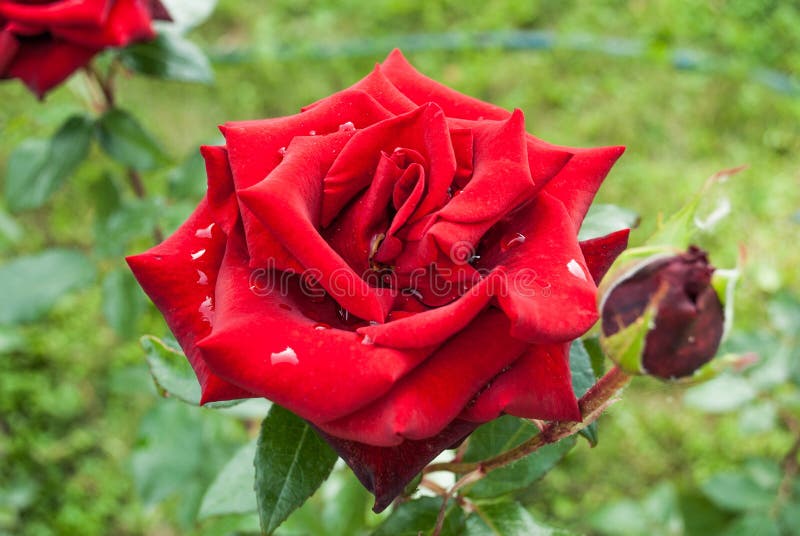 Natural Red Roses Background / Stock Image - Image of object, bunch