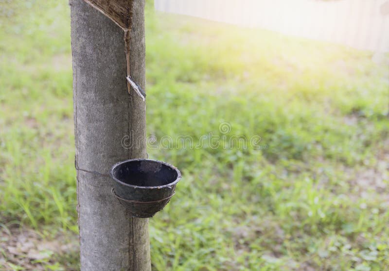 Natural rubber latex trapped from rubber trees, causing latex from natural rubber sources to flow through the bowl stock images
