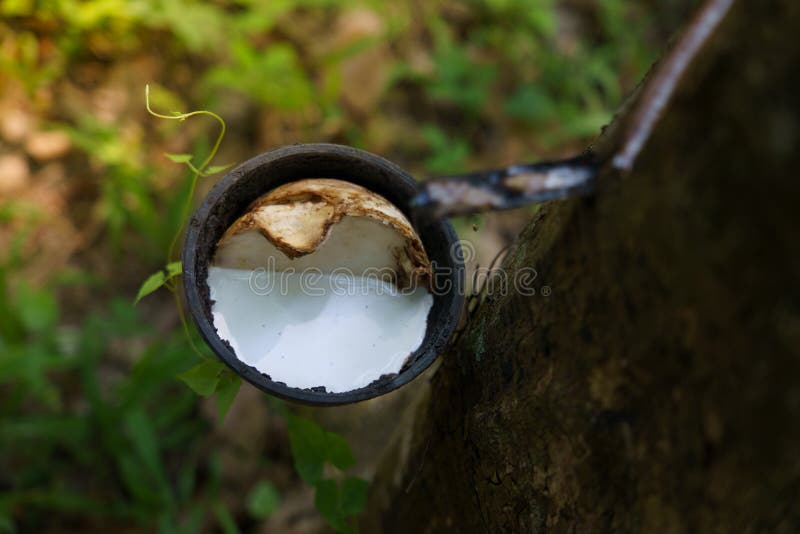 Natural Rubber Tree Sap Forrest Nature Milk of Rubber Stock Image