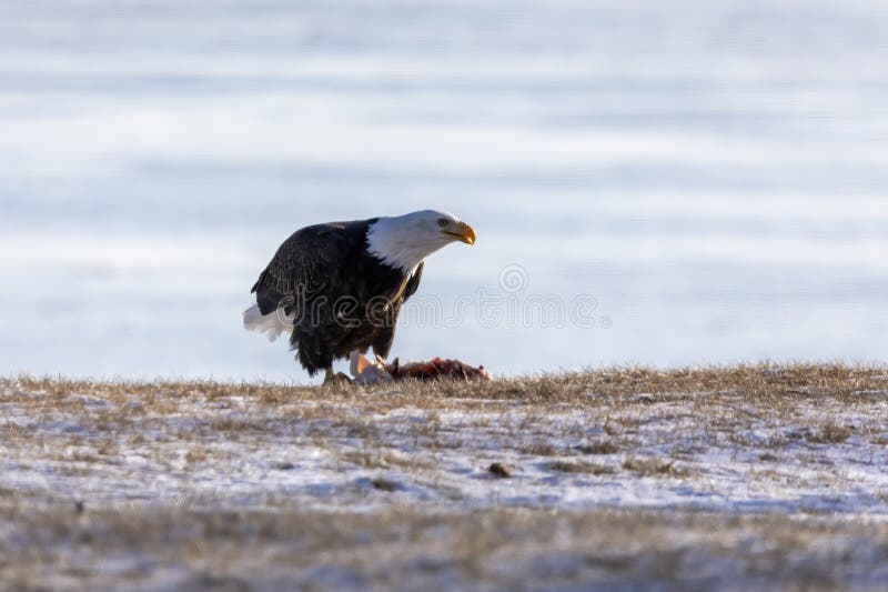The Bald Eagle with Prey on the Shore of Lake Michigan. Stock Image