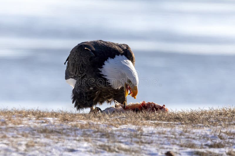 The Bald Eagle with Prey on the Shore of Lake Michigan. Stock Photo