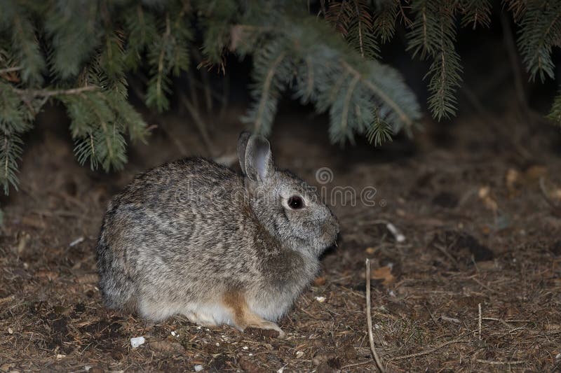 Wild Rabbit in Park,night Scene Stock Image Image of game, habitat