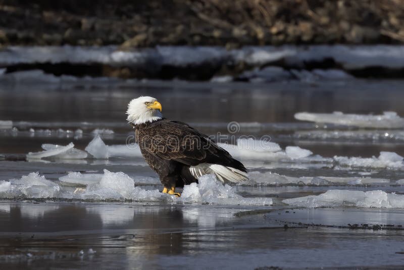Bald eagle sitting on a frozen river