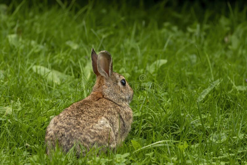 Wild Rabbit on a Evening Pasture Stock Photo Image of furry, forest