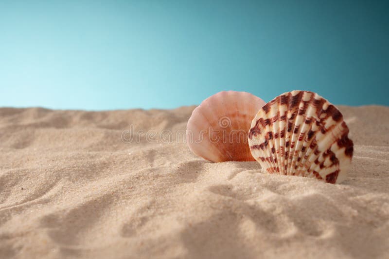 Natural Sea Shells, A Safe Enclosure For Marine Life. Travel And Relaxation