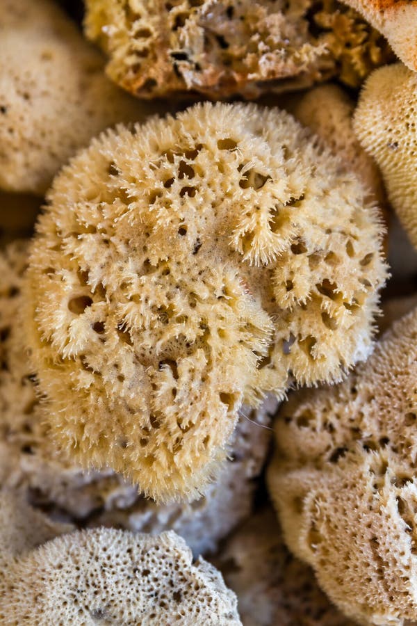 6,120 Natural Sea Sponge Stock Photos - Free & Royalty-Free Stock Photos  from Dreamstime