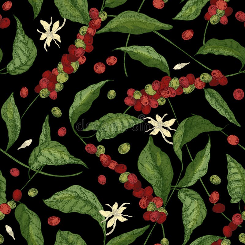 Natural seamless pattern with exotic Coffea or coffee tree branches, leaves, blooming flowers, buds and fruits or.