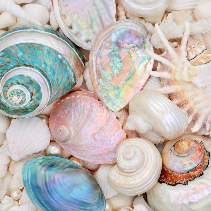 Natural Seashell Beauty with Mother of Pearl Shells. Seashell abstract background with mother of pearl seashells and a variety of shells. Flat lay