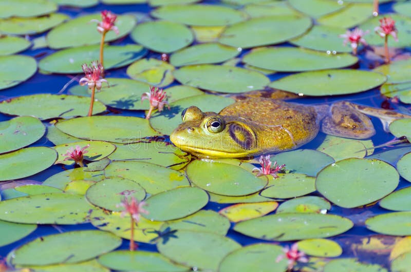 Closeup of Bull Frog on Lily Pads