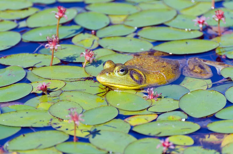 Closeup of Bull Frog on Lily Pads stock image Closeup of Bull Frog on Lily Pads stock image
