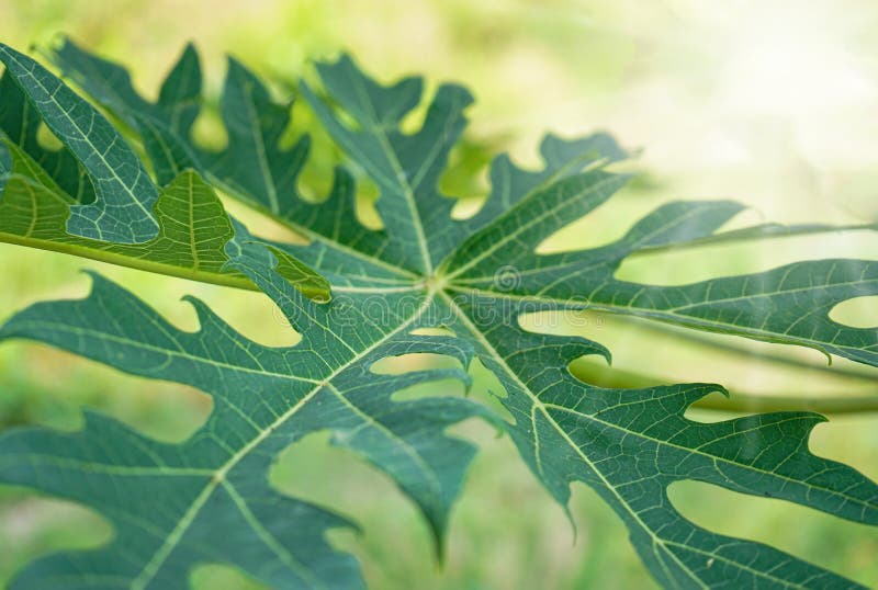 Natural Shape Most Creative of Papaya Leaf on White Background Stock