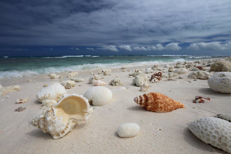 Natural shells and corals on the tropical beach