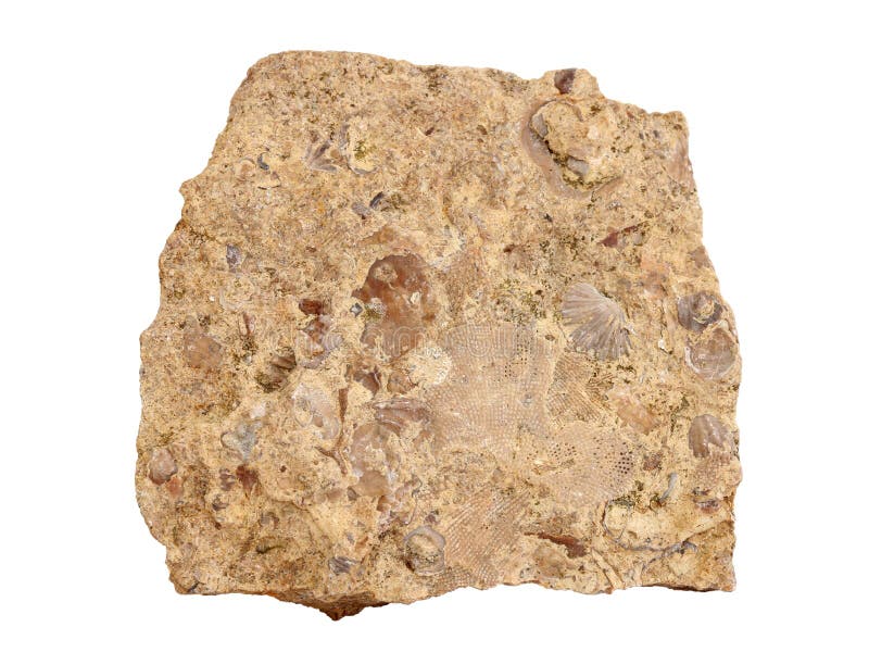 Natural sample of limestone composed of the calcareous parts of ancient mollusks, bryozoans and crinoids on white background