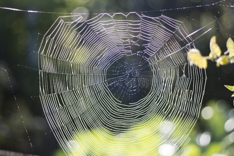 Natural spider web between two branches on the background of a garden with dew drops. royalty free stock images Natural spider web between two branches on the background of a garden with dew drops. royalty free stock images