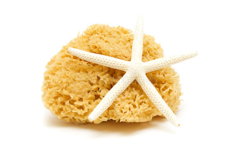 Starfish and Sponge Underwater Stock Image Image of nature, porifera