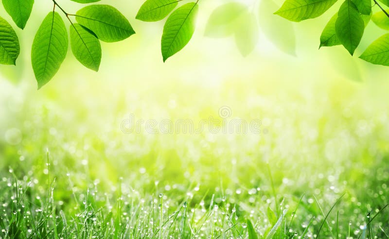 Natural Spring Summer Green Scenic Background with Frame of Grass with Dew  and Leaves in Nature. Stock Photo - Image of garden, lawn: 155732876