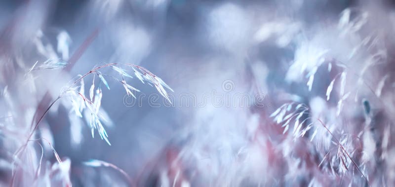 Natural summer magic background. Fragile wild field plants on a delicate blue and pink background. Banner format. Copy space royalty free stock images