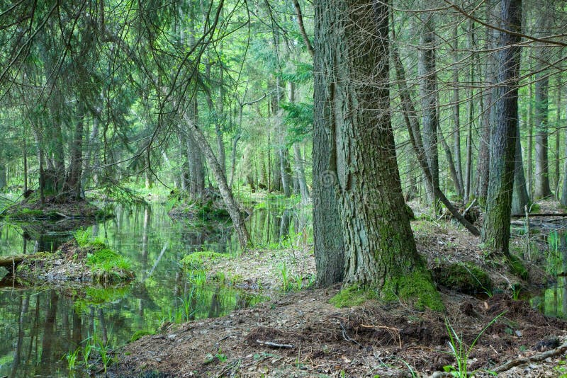 Thicker Wilder Looking Trees In The Swamps Minecraftsuggestions