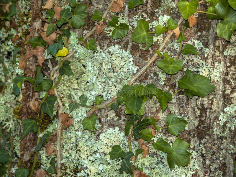 Natural Texture of Ivy on a Tree Stock Photo - Image of lichen ...