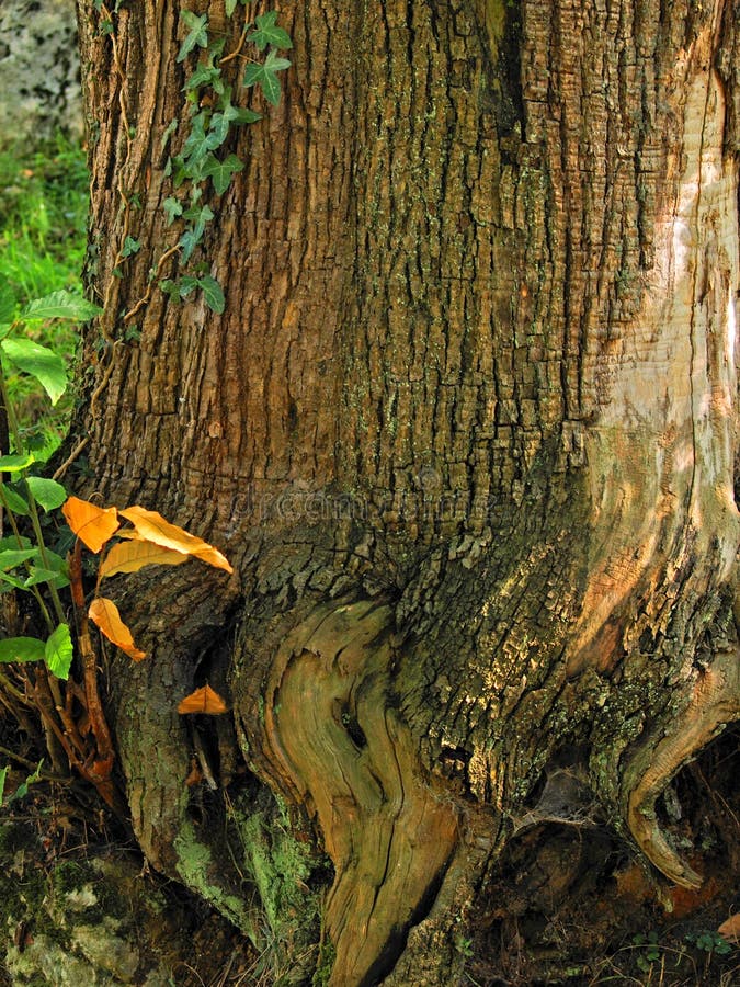 Natural texture of a tree