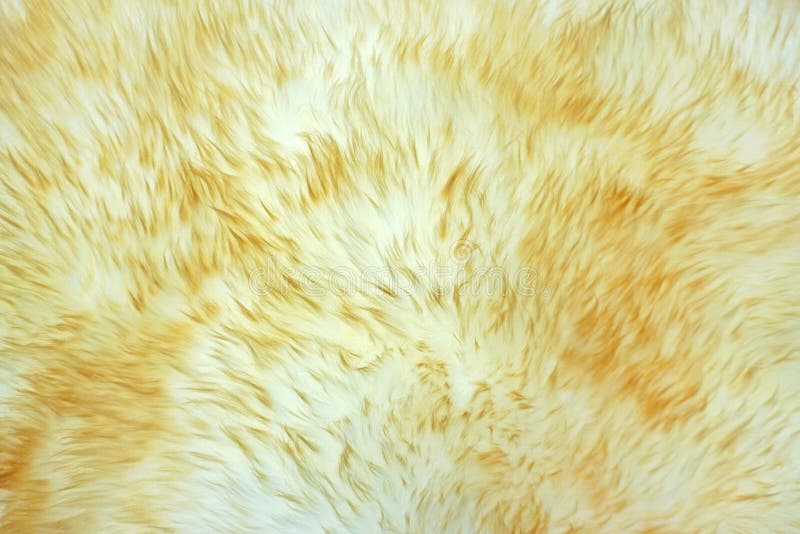 Natural Texture of the Wool Stock Image Image of leather, fleece