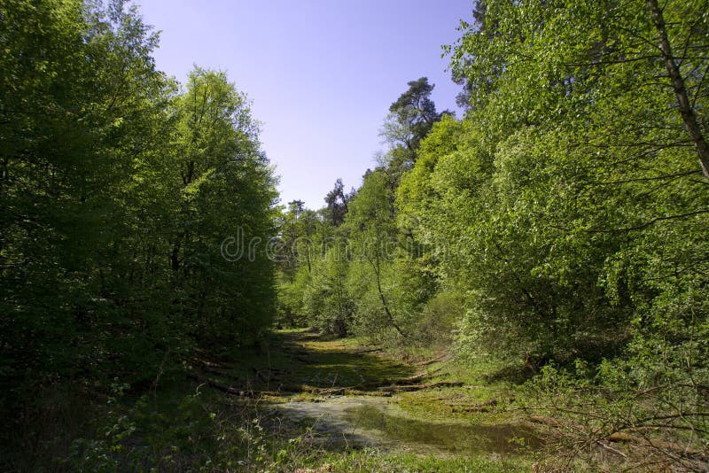 Natural tranquil landscape with road, green forest and blue sky