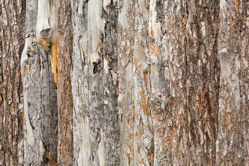 Natural tree bark plank texture background royalty free stock image Natural tree bark plank texture background royalty free stock image